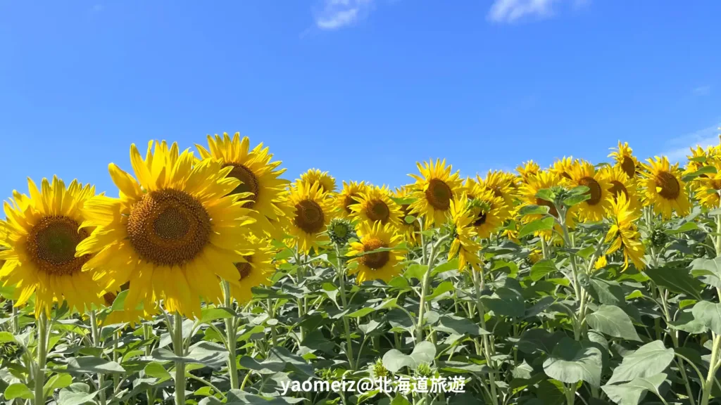 北竜町向日葵之里