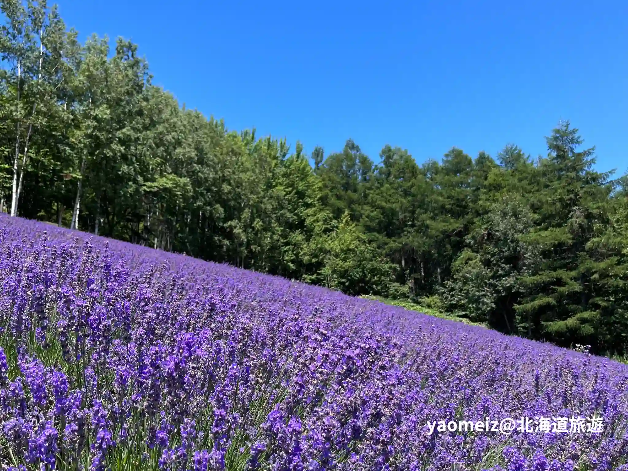 北星山薰衣草園