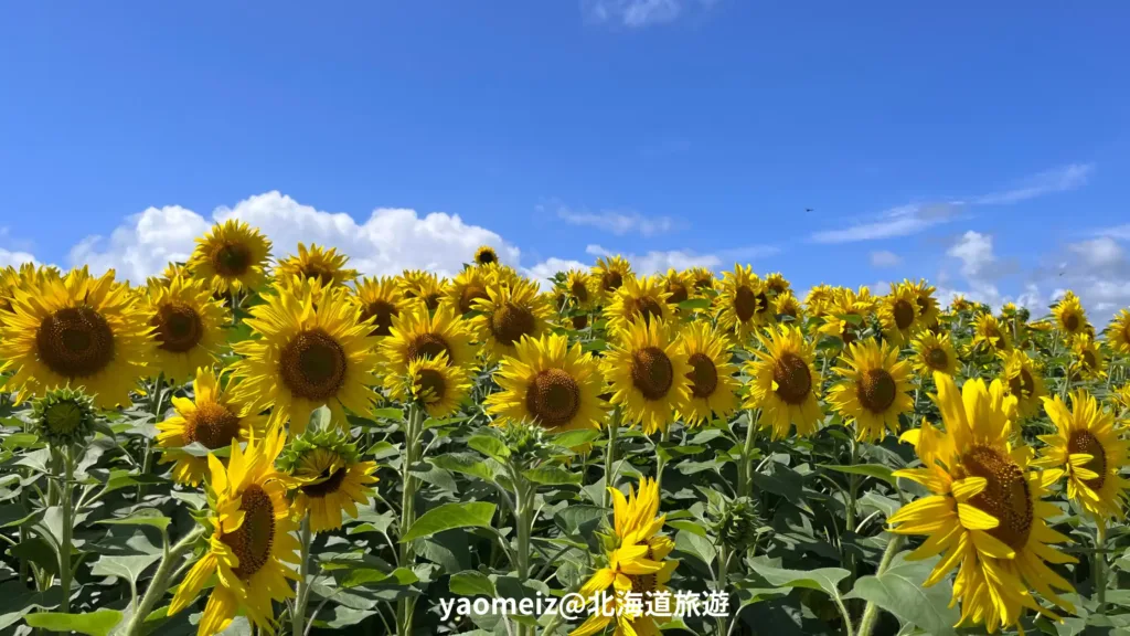 北竜町向日葵之里