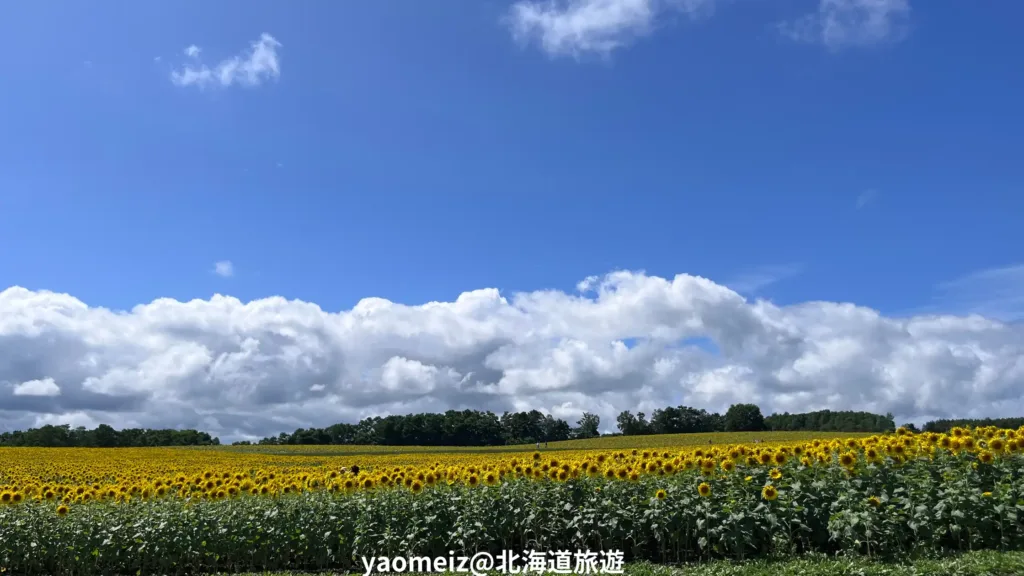北竜町向日葵之里