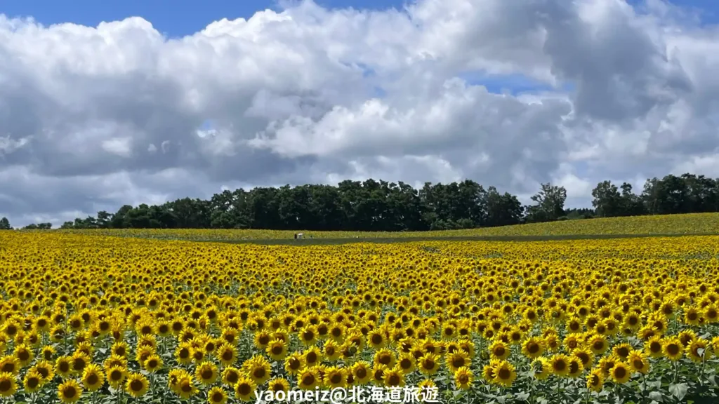 北竜町向日葵之里