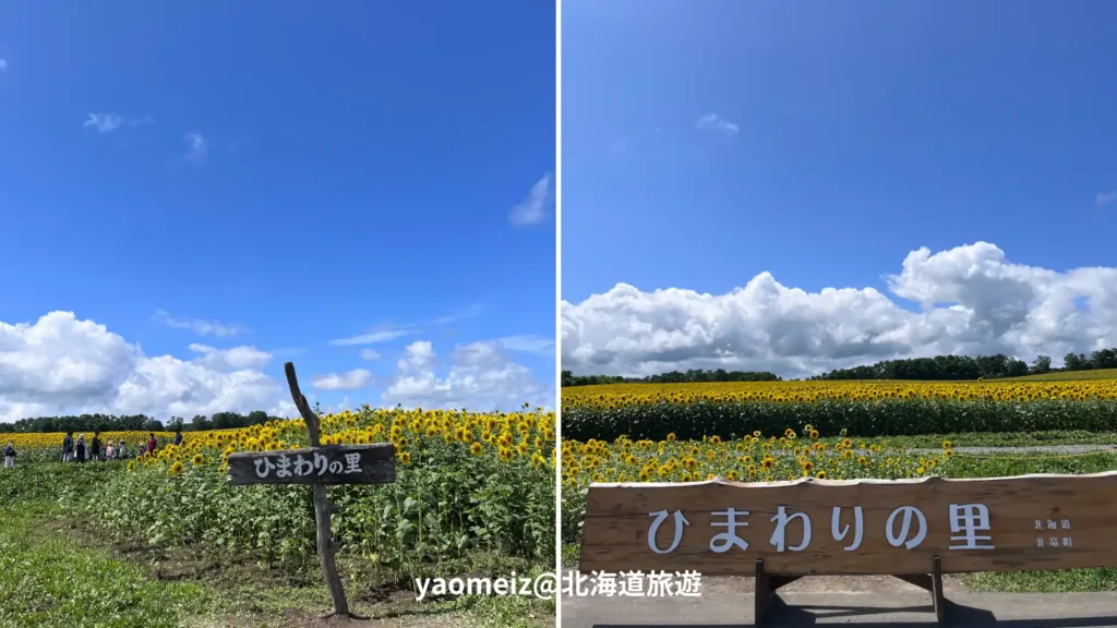 北竜町向日葵之里