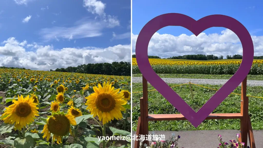 北竜町向日葵之里