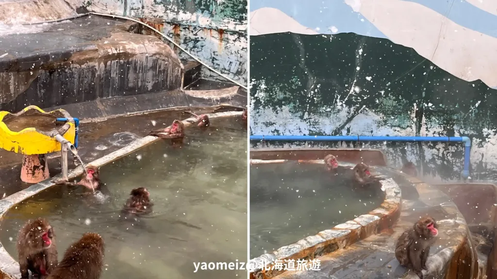 函館市熱帶植物園