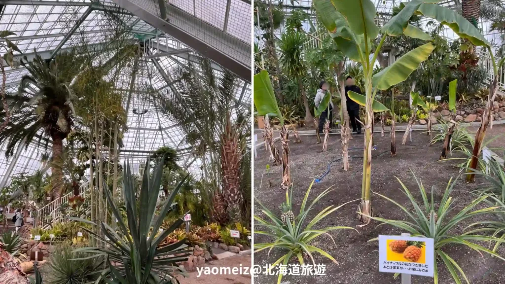 函館市熱帶植物園