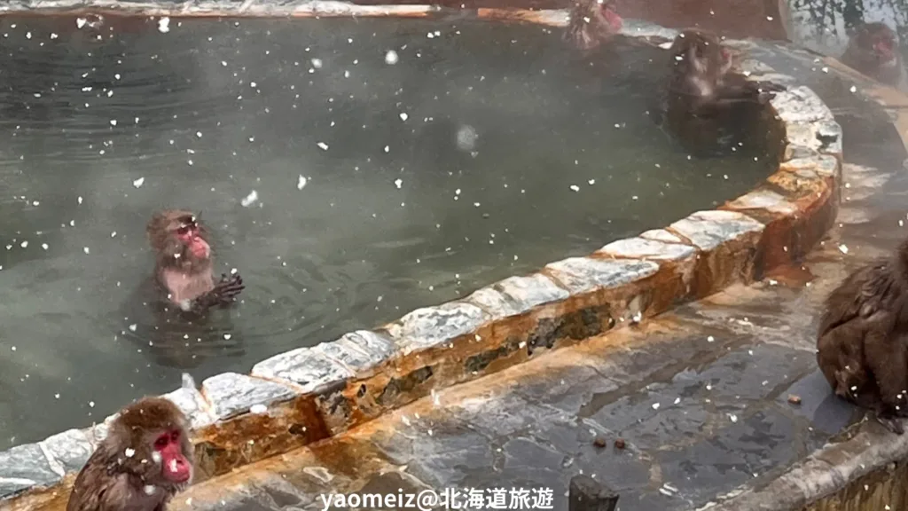 函館市熱帶植物園