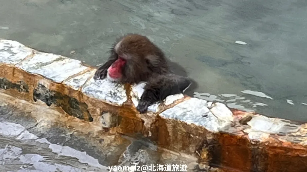 函館市熱帶植物園