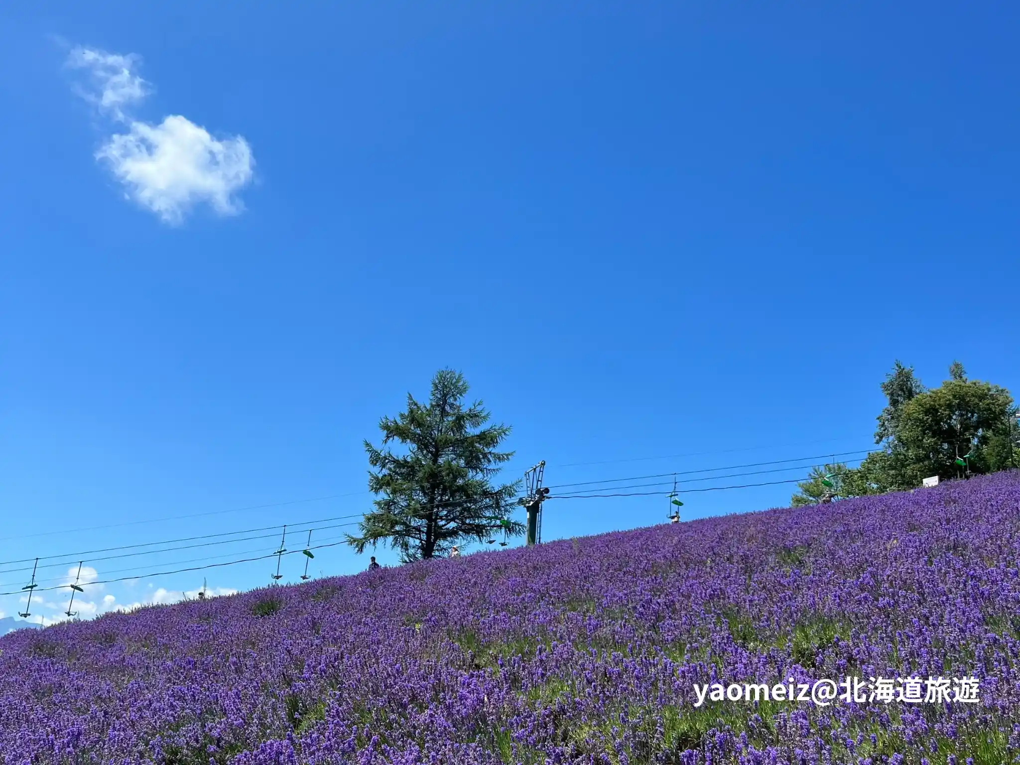 北星山薰衣草園