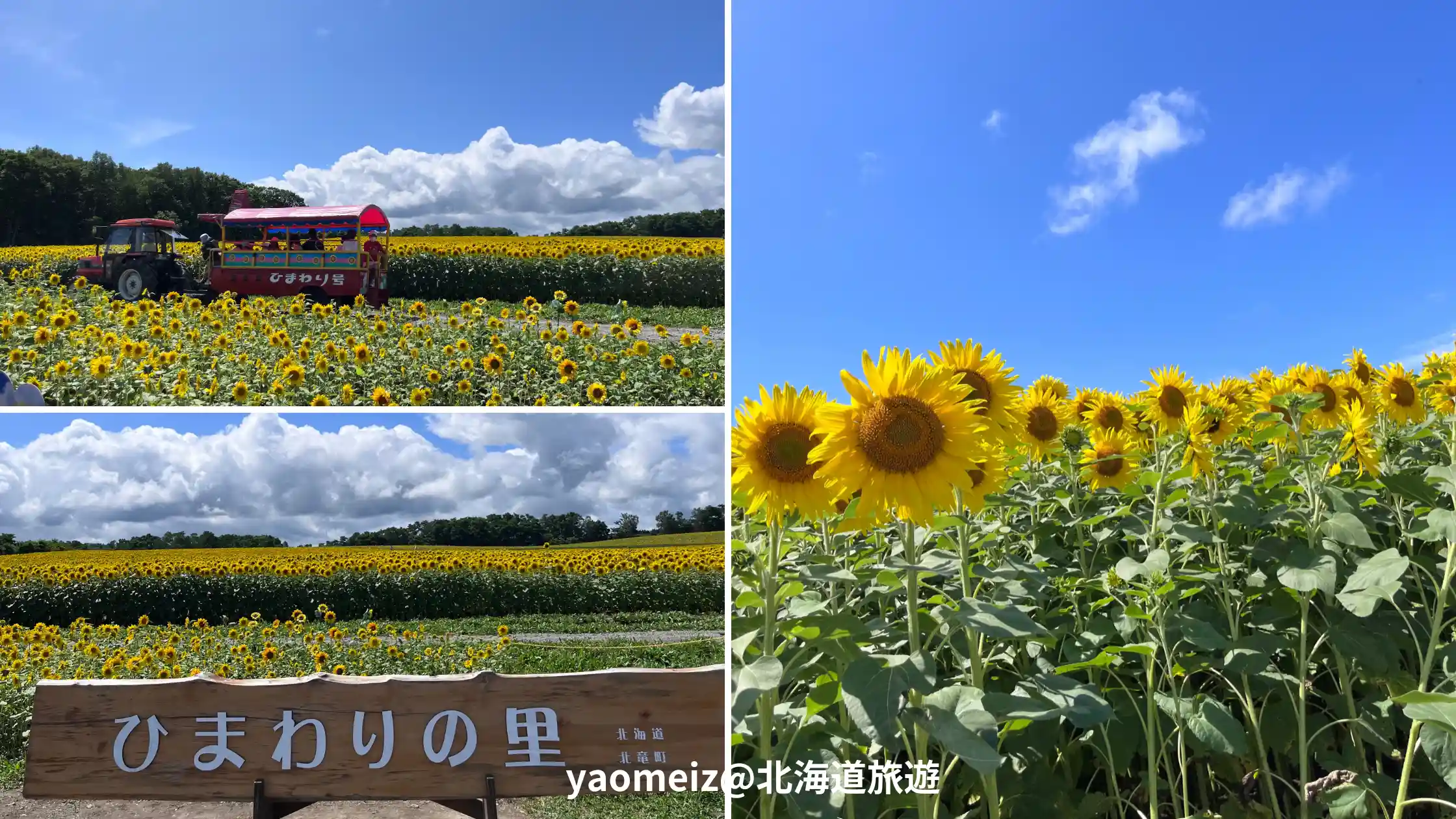 北海道北龍町向日葵