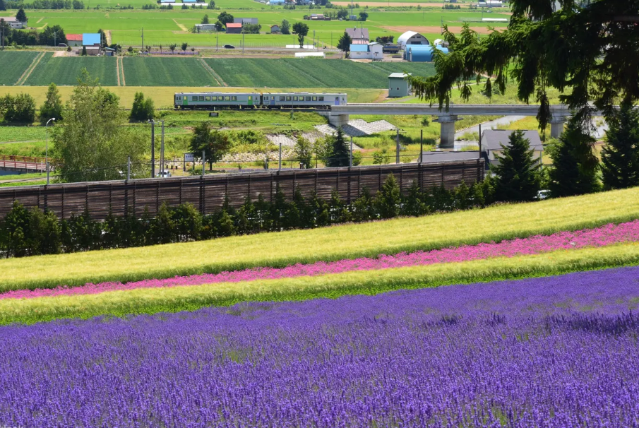 札幌富良野區域鐵路周遊券