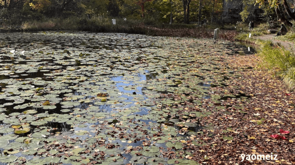 北海道大學賞楓