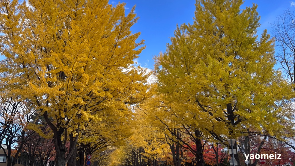 北海道大學賞楓