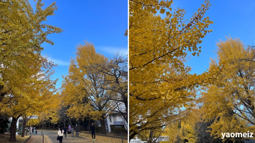 北海道大學賞楓