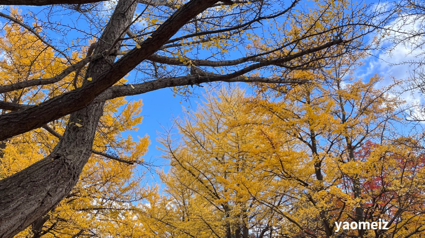 北海道大學賞楓