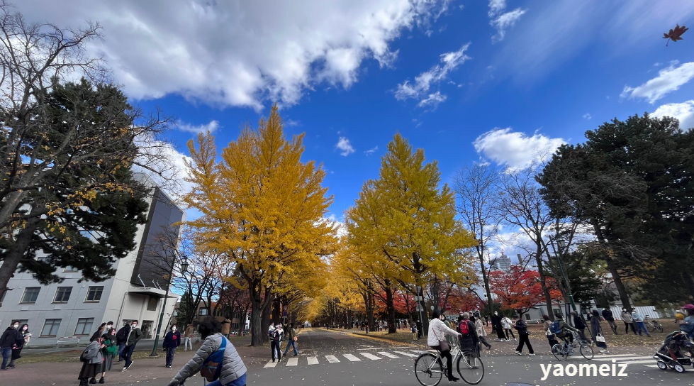 北海道大學賞楓